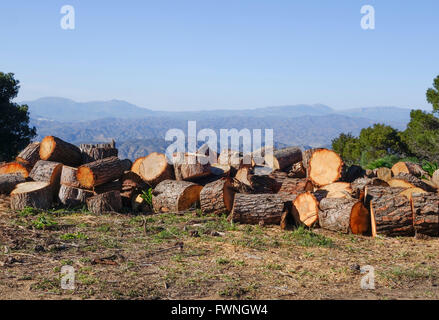 Kiefern gefällt und zersägt in Stücken, Feuerschneisen, weichen Bergen im Hintergrund, Andalusien, Spanien. Stockfoto