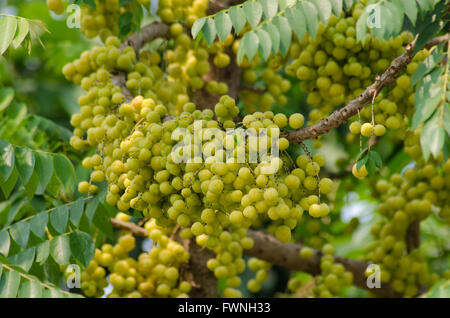 Sterne Stachelbeere auf Baum Stockfoto