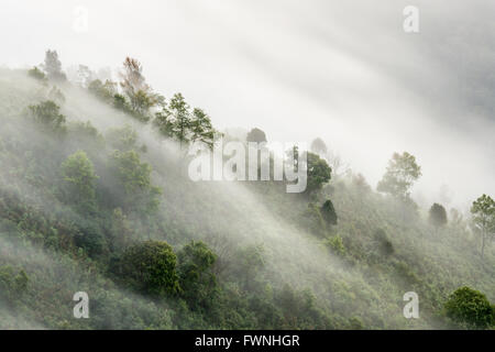 Nebligen Buchenwald am Berghang in einem Naturpark Stockfoto