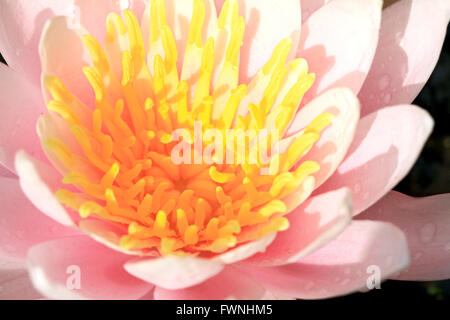 Nahaufnahme von rosa Seerose Lotus Stockfoto