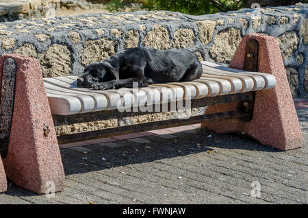 Streunender Hund schlafen auf einer Bank auf einer Straße in der Stadt Kyrenia, Nordzypern. Stockfoto