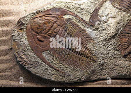 Erforschung der Trilobiten Käfer Fossil Stein Rock Stockfoto