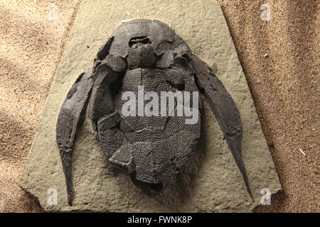 Erforschung der Trilobiten Käfer Schildkröte Fossil Stein Rock Stockfoto