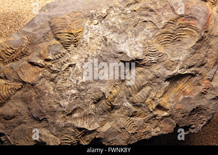 Dinosaurier Fossil Exloration Standort in Thailand Stockfoto