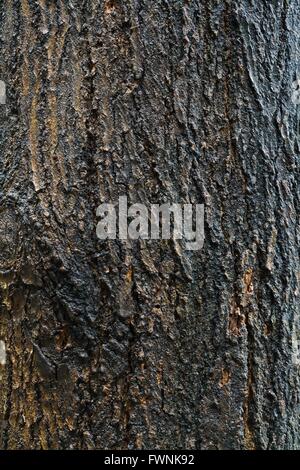 Holz Rinde Textur Stockfoto