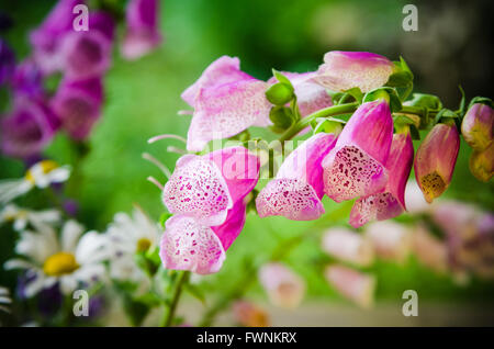 Schönen Sommer Blumenstrauß, Nahaufnahme Stockfoto