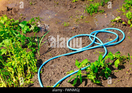 Gartenarbeit. Blaue Kunststoff Sprayer Schlauch für die Bewässerung im Garten am Boden verlegen Stockfoto