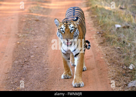 Royal Bengal Tiger auf der Straße, Tadoba, Maharashtra, Indien Stockfoto
