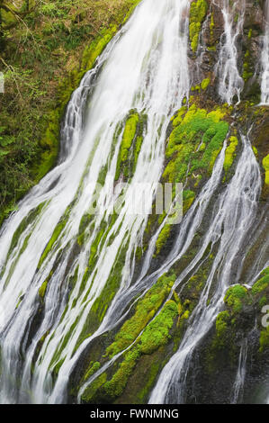 Panther Creek Wasserfall, Quellwasser gespeisten, Gifford Pinchot National Forest, Cascade Mountains, Washington USA Stockfoto