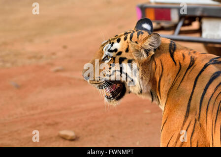 Royal Bengal Tiger Profil, Tadoba, Maharashtra, Indien Stockfoto