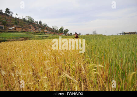 Kathmandu, Nepal. 6. April 2016. Eine Frau entfernen Rasen aus dem saisonalen Weizen auf Chhampi, Lalitpur, Nepal. © Narayan Maharjan/Pacific Press/Alamy Live-Nachrichten Stockfoto