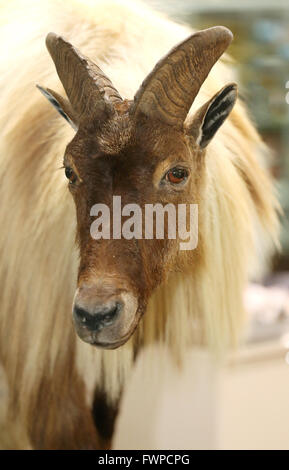 Kopfschuss von einem Himalaya-Tahr als Hemitragus Jemlahicus Stockfoto