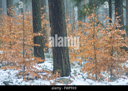 Junge Buche mit welken Blättern im Winter Fagus sylvatica Stockfoto