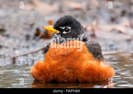 Red Robin, ein Bad zu nehmen Stockfoto