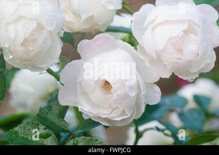 Floribundas rose Stockfoto