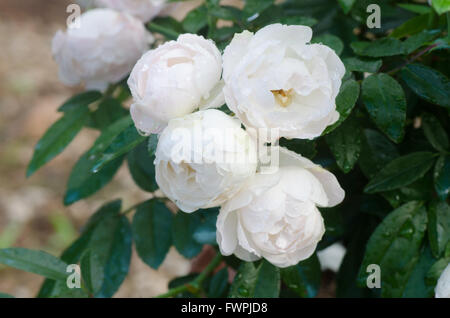 Floribundas rose Stockfoto