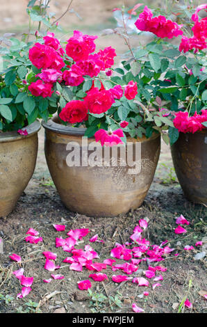 Floribundas rose im Topf Stockfoto