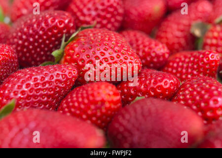 Fraise Sur Étalage de Marché Marseille Frankreich Stockfoto