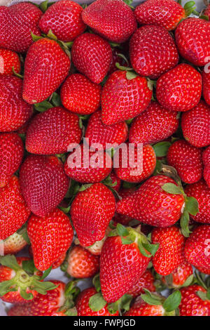 Fraise Sur Étalage de Marché Marseille Frankreich Stockfoto