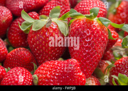 Fraise Sur Étalage de Marché Marseille Frankreich Stockfoto