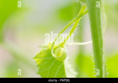 Eine Makroaufnahme einer schönen spiralförmigen Ranke von Melone Rebe Stockfoto