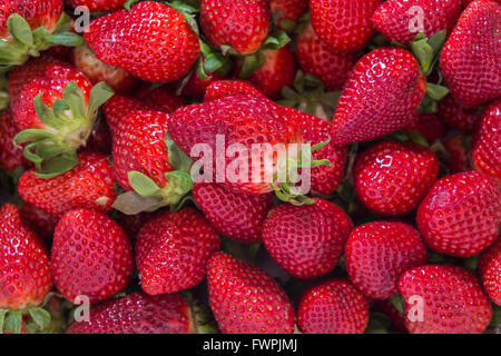 Fraise Sur Étalage de Marché Marseille Frankreich Stockfoto