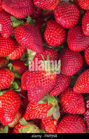 Fraise Sur Étalage de Marché Marseille Frankreich Stockfoto