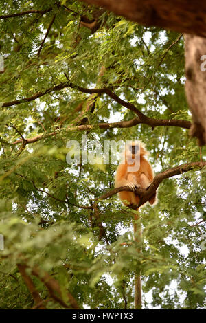 Gee ist golden Languren (goldene Affe) ein Affen der alten Welt in Assam,India.It gefunden gehört zu den am stärksten bedrohten Primatenarten Stockfoto