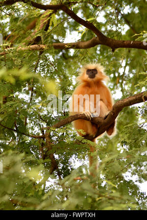 Gee ist golden Languren (goldene Affe) ein Affen der alten Welt in Assam,India.It gefunden gehört zu den am stärksten bedrohten Primatenarten Stockfoto