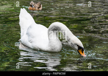 Weisser Schwan Tauchen in das Wasser auf der Suche nach Nahrung Stockfoto