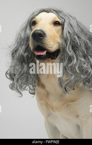 gelber Labrador Hund in eine Perücke Stockfoto