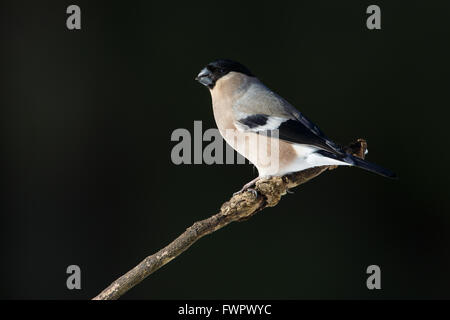 Eurasische Gimpel (Pyrrhula Pyrrhula), Weiblich Stockfoto