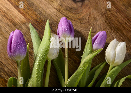 weiße und violette Tulpen mit Wasser fällt auf Holz Stockfoto