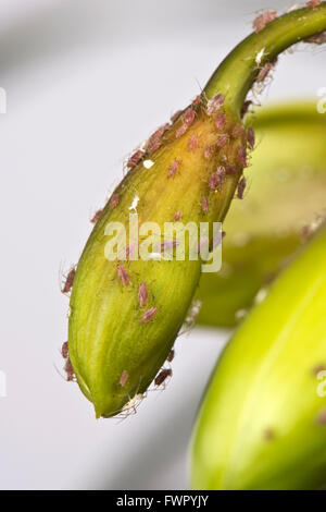 Kartoffel-Blattlaus, Macrosiphum Euphorbiae, Schädlingsbefall auf eine Cymbidium Orchidee Blume Knospe Stockfoto