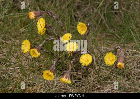 Huflattich, Tussilago Farfara, gelb blühenden blattlosen Pflanzen im zeitigen Frühjahr, Berkshire, März Stockfoto