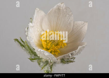 Weiße Küchenschelle Pulsatilla Vulgaris 'Alba' mehrjährige Zierpflanze Blume mit Tropfen Regen im Frühjahr Stockfoto