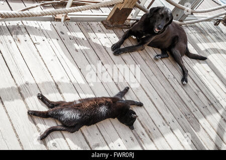 Schwarze heimatlose Katze und Hund ruhen im Schatten auf Holzboden Stockfoto