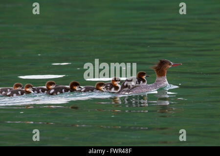 Gemeinsamen Prototyp / Gänsesäger (Mergus Prototyp) Weibchen Schwimmen im See mit Küken auf ihrem Rücken, Banff NP, Alberta, Kanada Stockfoto