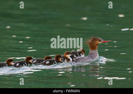 Gemeinsamen Prototyp / Gänsesäger (Mergus Prototyp) Weibchen Schwimmen im See mit Küken auf ihrem Rücken, Banff NP, Alberta, Kanada Stockfoto