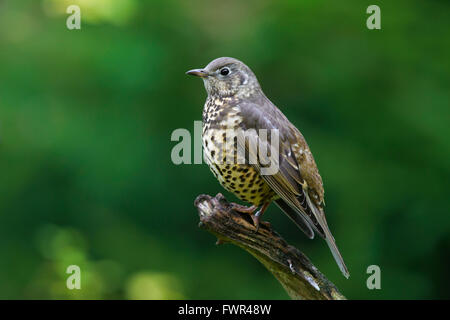 Soor Misteldrossel (Turdus Viscivorus) thront auf Zweig Stockfoto