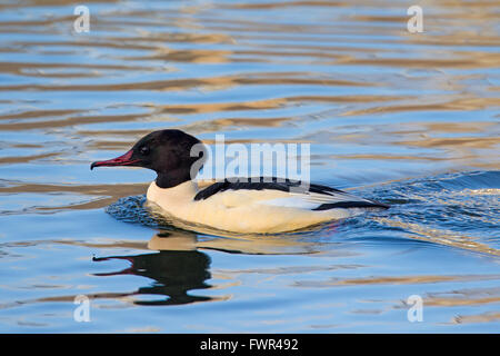 Gänsesäger (Mergus Prototyp) männlich, Schwimmen im See Stockfoto