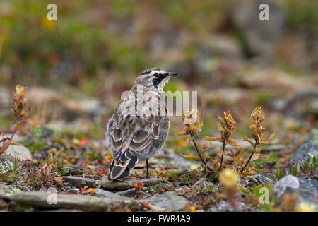 Gehörnte Lerche (Eremophila Alpestris) weibliche auf dem Boden im Sommer, Jasper Nationalpark, Alberta, Kanada Stockfoto