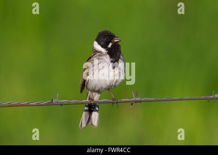 Gemeinsamen Reed Bunting (Emberiza Schoeniclus) männlich aufrufen aus Stacheldraht im Frühjahr Stockfoto