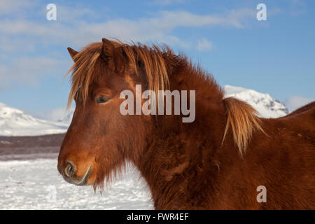 Isländische Pferd (Equus Ferus Caballus / Equus Scandinavicus) Großaufnahme Porträt in schweren Wintermantel auf Island Stockfoto