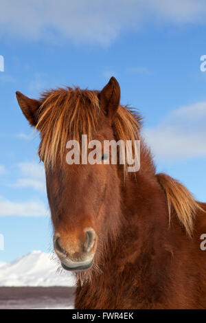 Isländische Pferd (Equus Ferus Caballus / Equus Scandinavicus) Großaufnahme Porträt in schweren Wintermantel auf Island Stockfoto