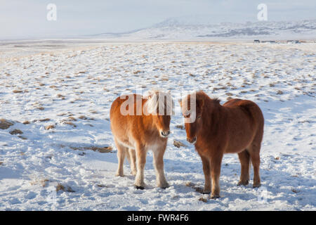 Zwei Pferde (Equus Ferus Caballus / Equus Scandinavicus) im Schnee im Winter auf Island Stockfoto