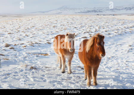 Zwei Pferde (Equus Ferus Caballus / Equus Scandinavicus) im Schnee im Winter auf Island Stockfoto