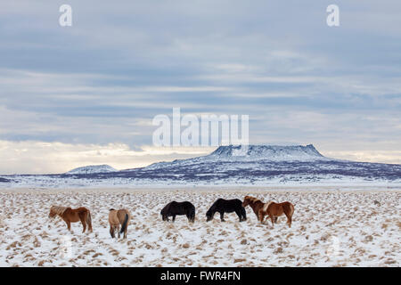 Isländische Pferd (Equus Ferus Caballus / Equus Scandinavicus) Herde im Schnee im Winter auf Island Stockfoto
