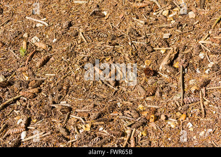 Full-Frame des Bodens in einem Nadelwald im Vereinigten Königreich. braun Blatt und Nadelbaum Nadelstreu, neben Tannenzapfen und Zweige. Stockfoto