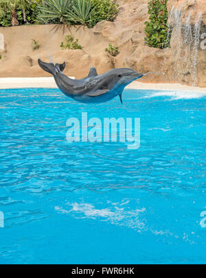 Dolphin Durchführung im Loro Parque, Puerto de la Cruz, Teneriffa Stockfoto